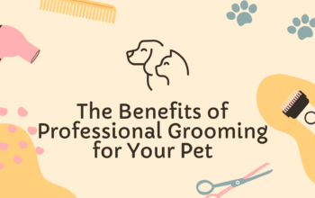 Benefits of Professional Grooming for Your Pet